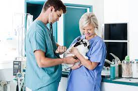 4 Ways Veterinary Tech Is Evolving