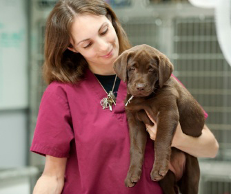 4 Ways Veterinary Tech Is Evolving
