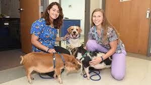 4 Ways Veterinary Tech Is Evolving