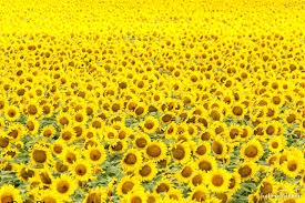 Желтый цвет в психологии