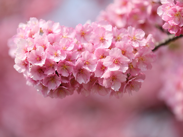 Розовый цвет в психологии