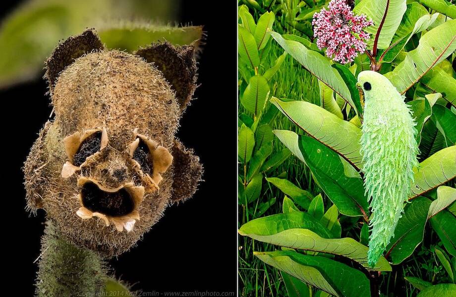 Апофения – что это?