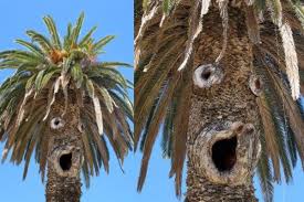 Апофения – что это?