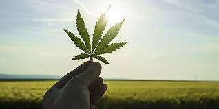 SEO for CBD Companies