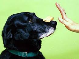 SEO for Dog Trainers