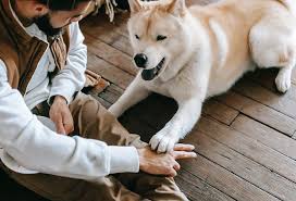 SEO for Dog Trainers