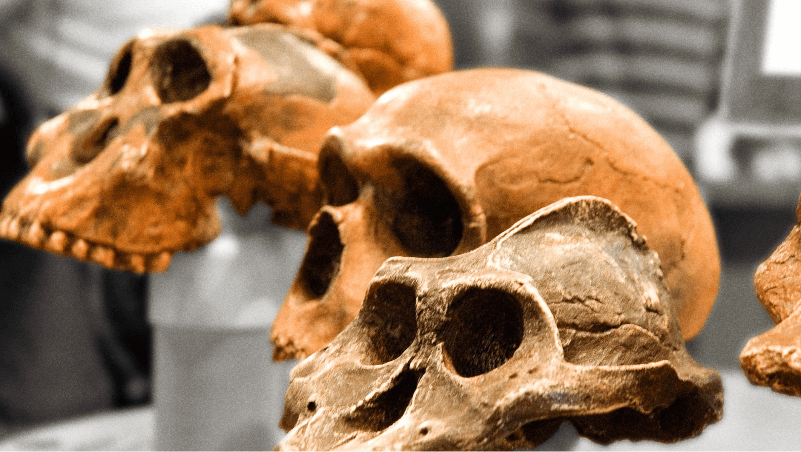 Что такое антропология?