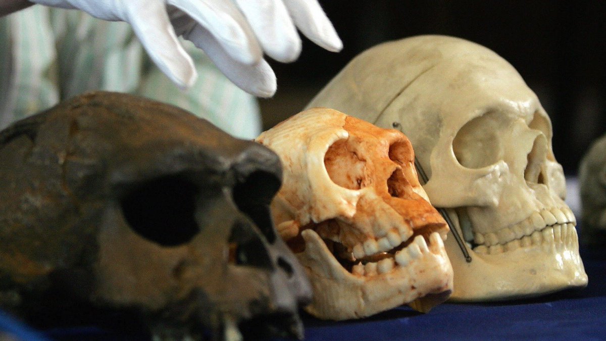 Что такое антропология?