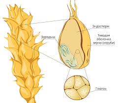 Что такое глютен и опасно ли его употреблять?