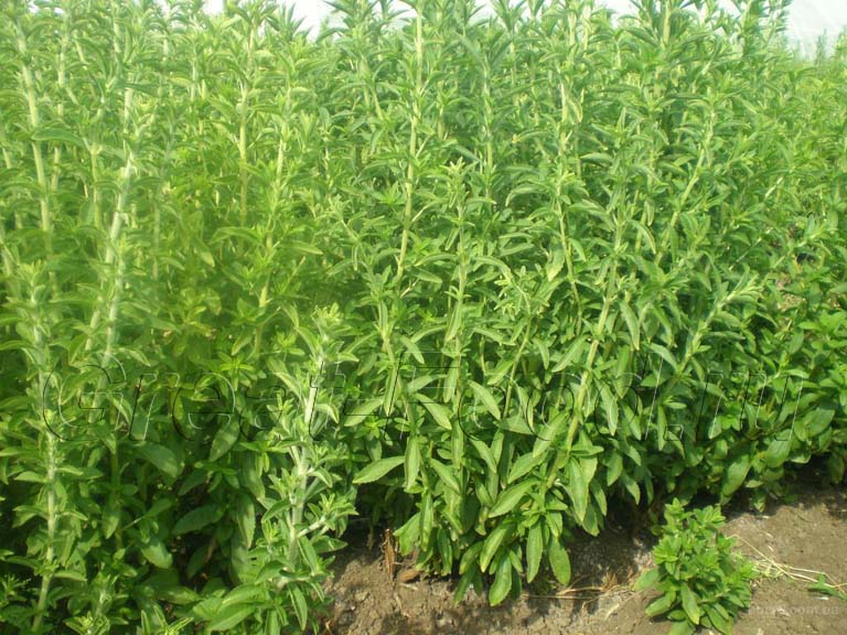 Что такое стевия: полезные и лечебные свойства