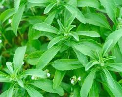 Что такое стевия: полезные и лечебные свойства