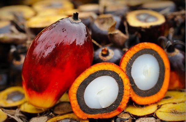 Вред пальмового масла: современный взгляд