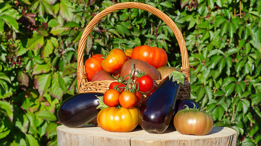 Как продавать излишки с огорода и не попасть на штрафы