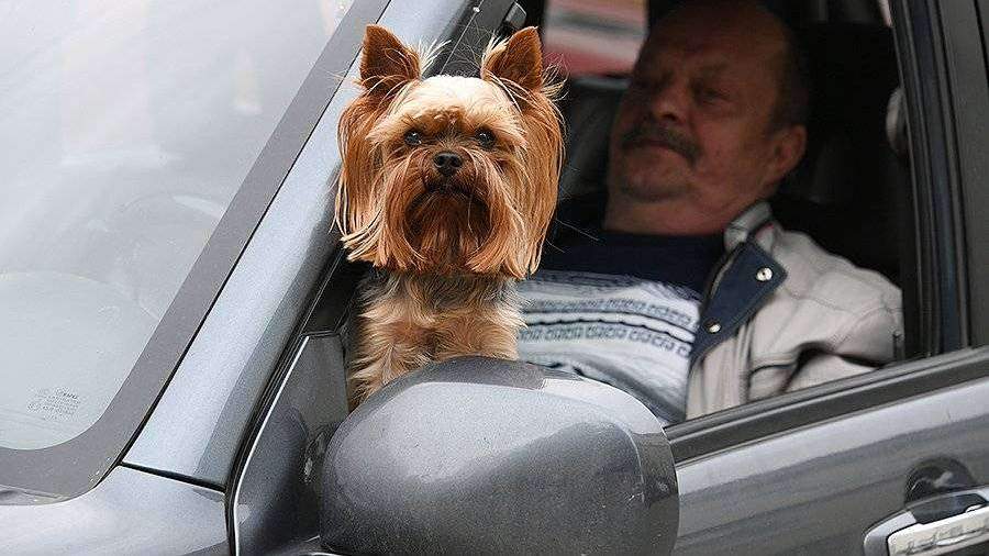 Топ-8 бизнес-идей для владельцев собак