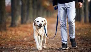 Топ-8 бизнес-идей для владельцев собак