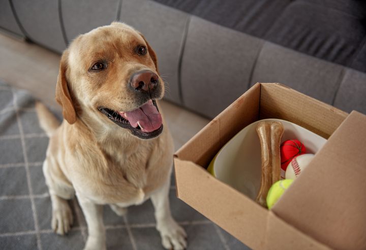 4 Steps Necessary for a Successful Online Pet Store
