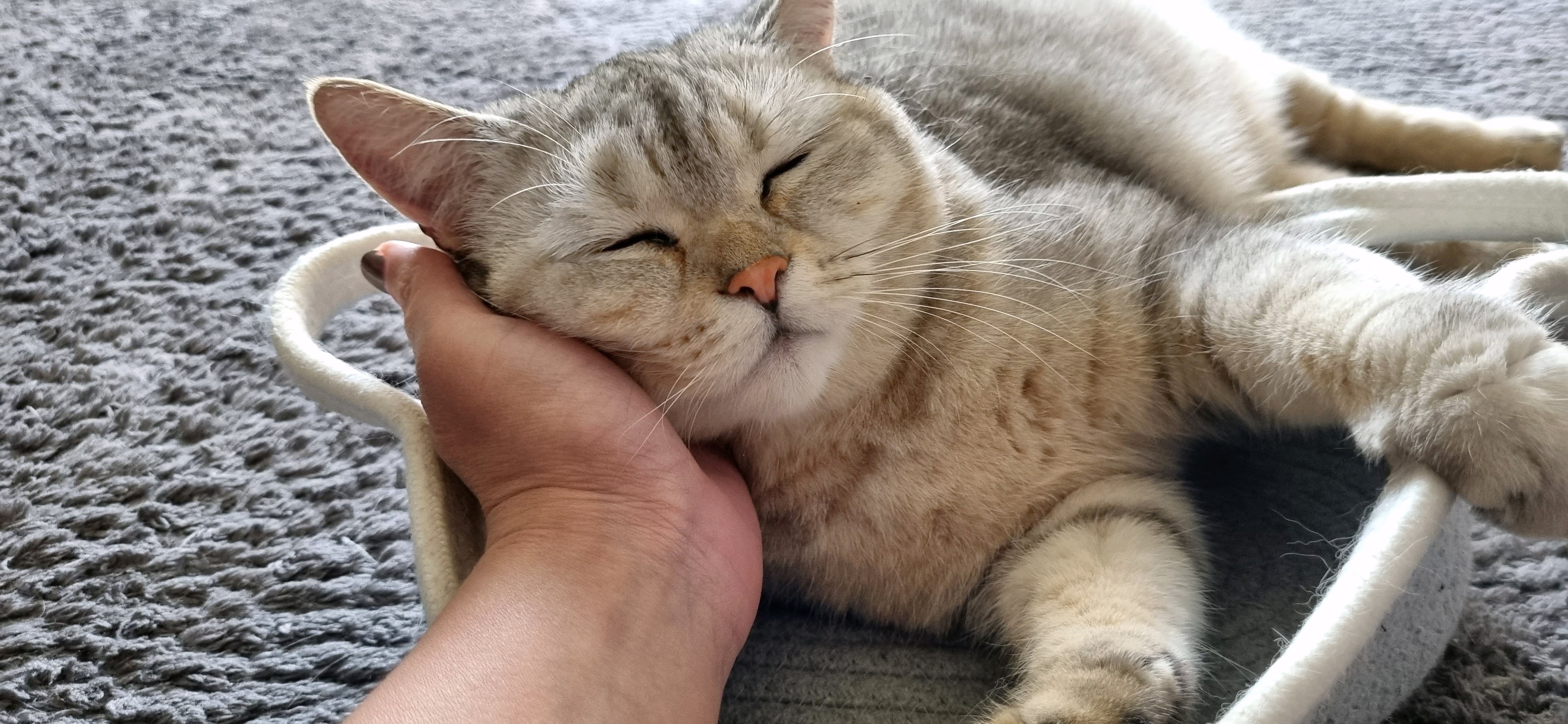 12 способов заработать с помощью вашего питомица