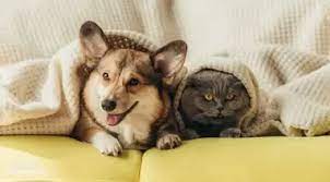 4 Steps Necessary for a Successful Online Pet Store