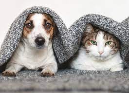 4 Steps Necessary for a Successful Online Pet Store