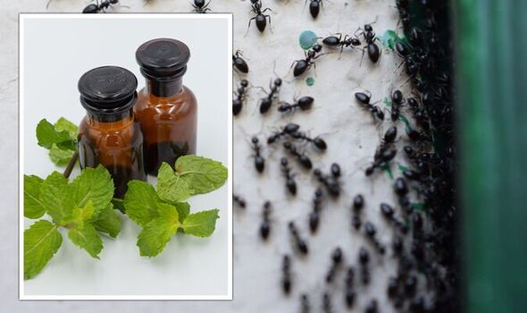 Best Essential Oils for Ants | How to use & Safety