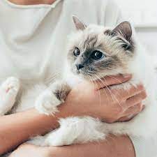 How Much Does It Cost To Have A Cat?