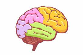 Six Stages In The Brain Development