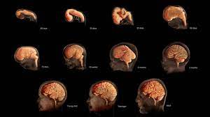 Six Stages In The Brain Development