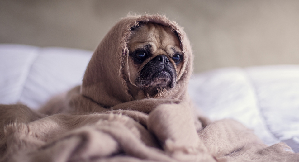 Песик мопс лежит на пледе, милый щенок, домашнее животное, млекопитающее.