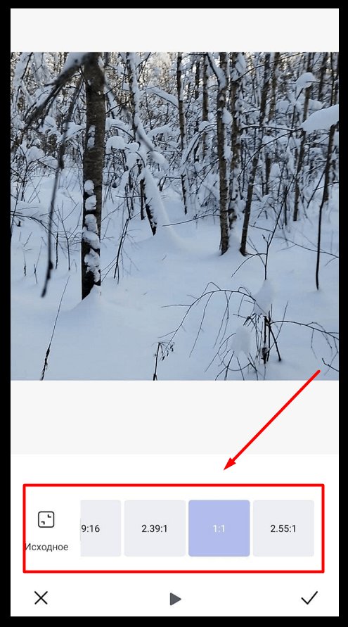 Зимнее дерево снегом на фоне хвойного леса и природы.