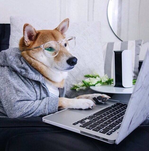 Ноутбук для домашнего питомца - собака, электроника, компьютер, млекопитающее.