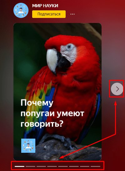Попугай Макао - яркая птица с красочным оперением, представитель флоры и фауны.