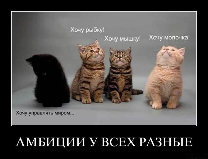 Животное, кошка Манкс, млекопитающее, домашний питомец, котенок.