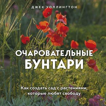 Цветок мака в летнем саду - растение среди травы и природы.