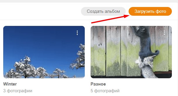 Растение, дерево, животное, кошка, млекопитающее, домашнее животное, искусство, коллаж.