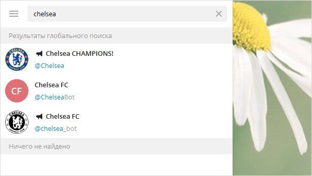 Ромашка на веб-странице - свежий цветок с белыми лепестками.