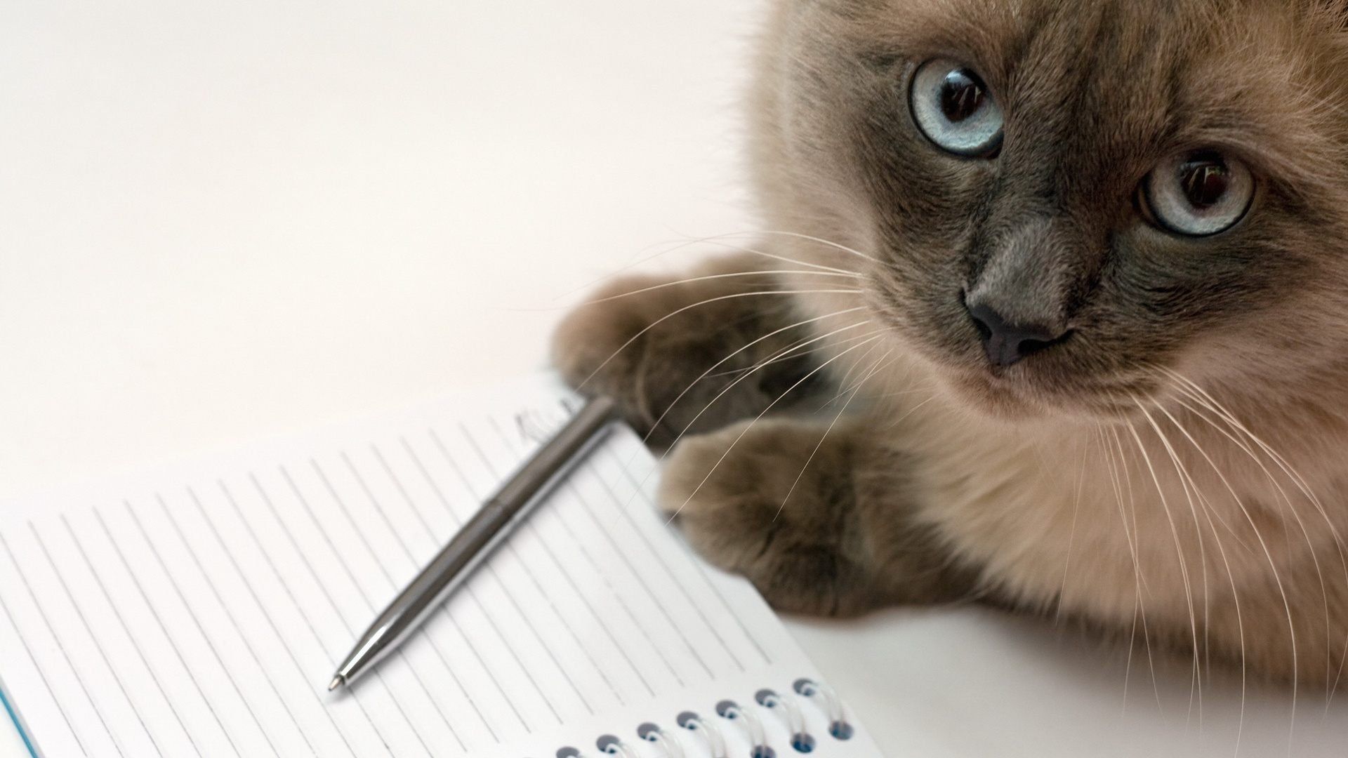 Дайджест Фрилансера: Самый Полный Гайд Начинающим Фрилансерам