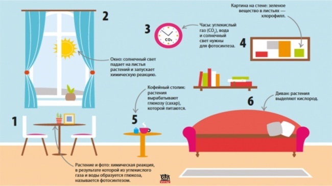 Столовая мебель в жилой комнате: стул, стол, диван, растение.