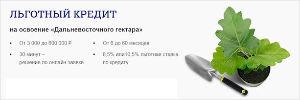 Листья эстрагона в огороде - природное зелень для здоровой еды.