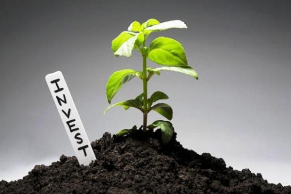 Почвенная растительность: молодые ростки и листья на земле.