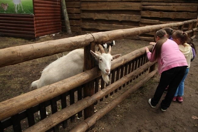 Обувь для посетителя зоопарка - красивые овцы и козы на фоне.