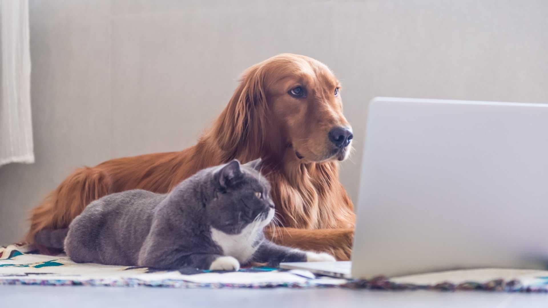 Электроника: Лэптоп, ПК с изображением собаки, млекопитающего, питомца, золотистого ретривера