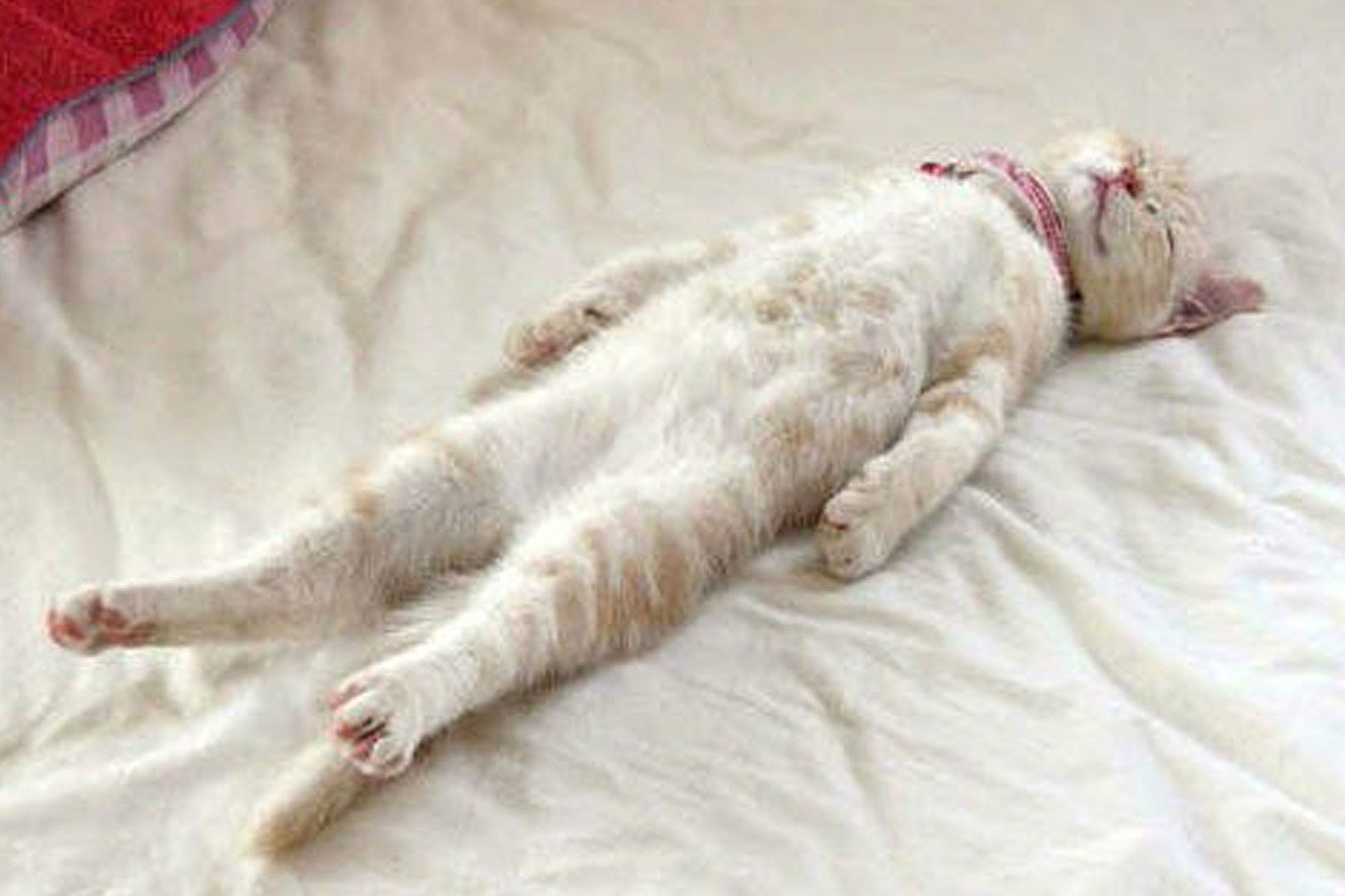 Doctor reveals 10 minute power napping technique that Navy SEALs ‘swear by’ to feel refreshed