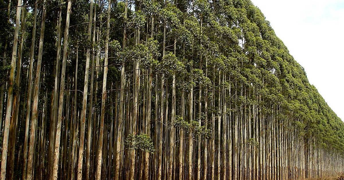Plants and Forests Absorbed Almost No Carbon Last Year, Shocking Climate Scientists
