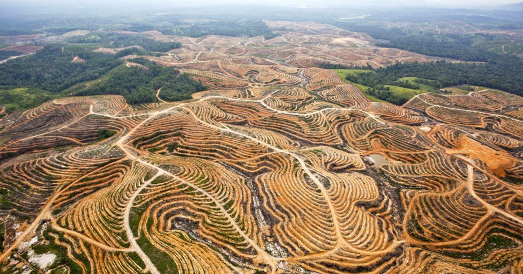 Plants and Forests Absorbed Almost No Carbon Last Year, Shocking Climate Scientists