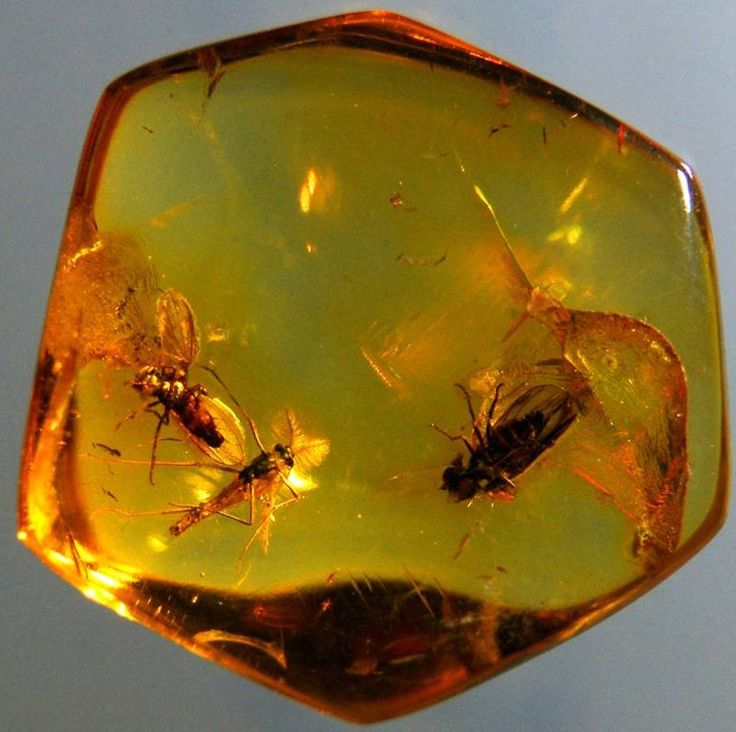 Scientists Find Evidence of an Ancient Rainforest in Antarctica