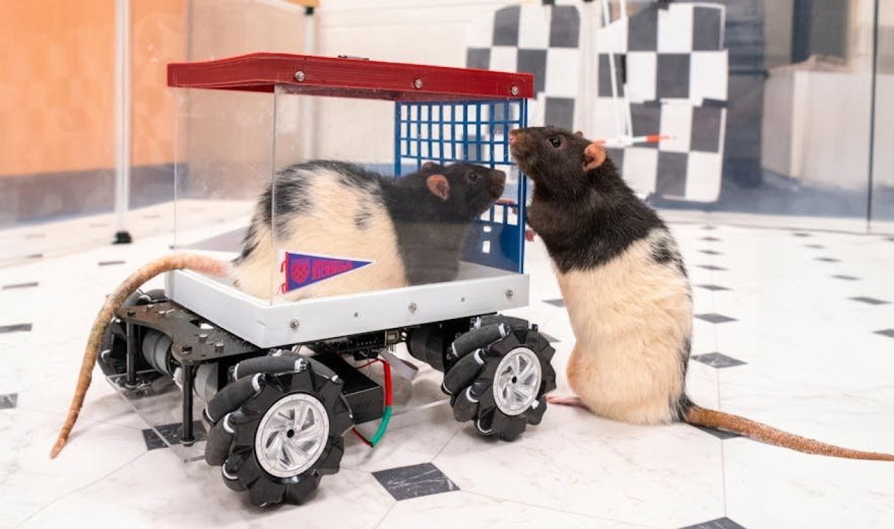 Scientists Teach Rats to Drive Tiny Cars, Discover That They Love Revving the Engine