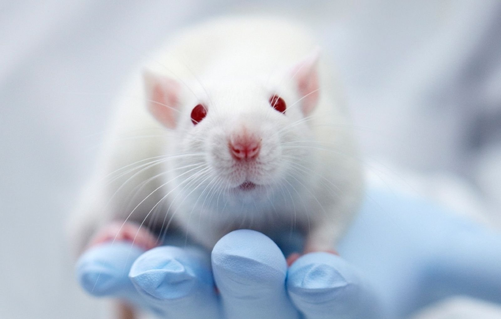 New Drug Restores Lost Alzheimer’s Memories in Mice