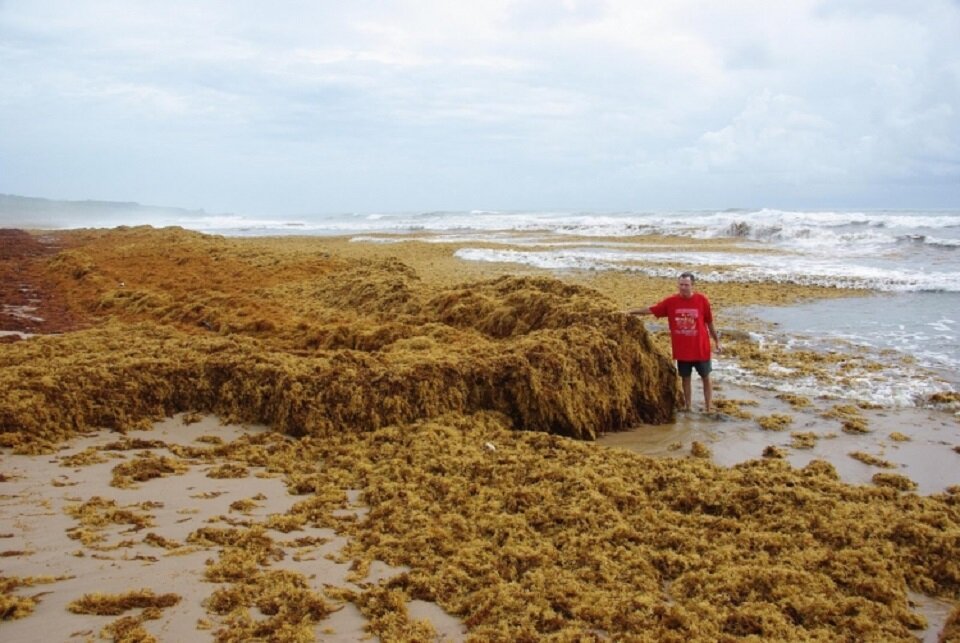 Scientists Converting Cars to Run on Invasive Seaweed