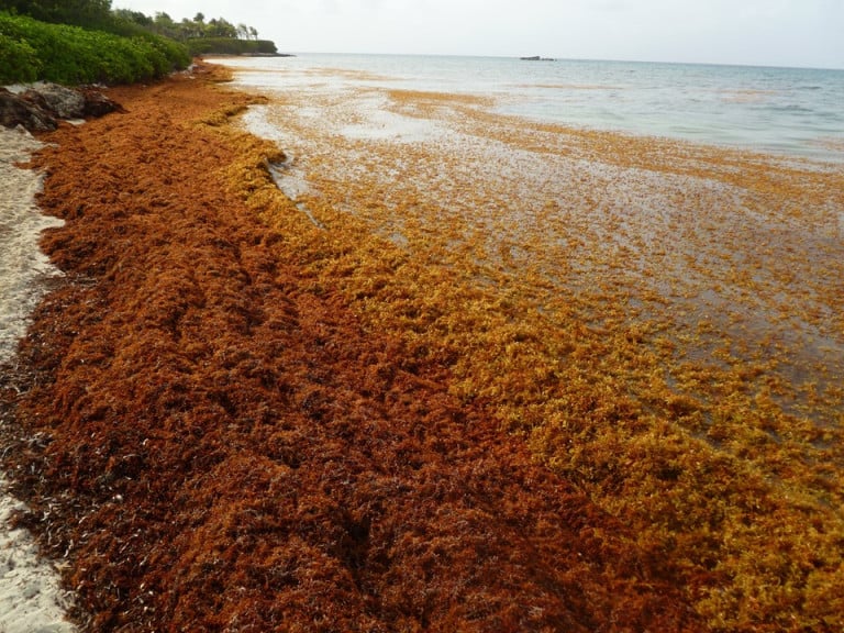 Scientists Converting Cars to Run on Invasive Seaweed