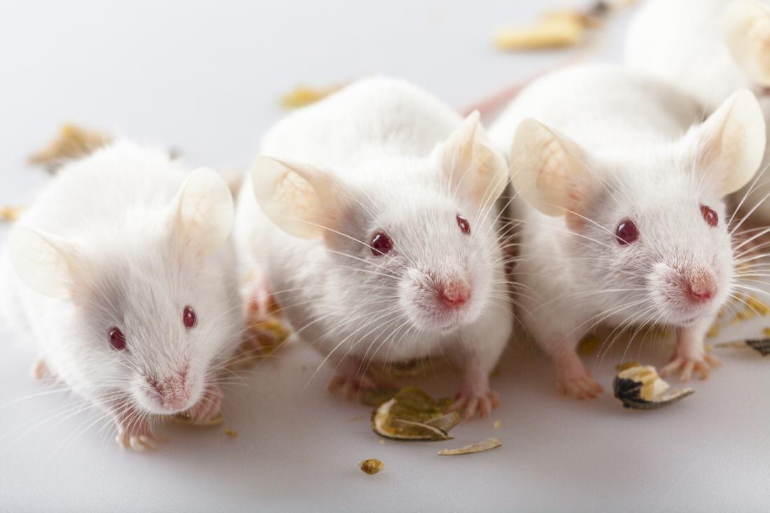 Scientists Reverse Alzheimer's Synapse Damage in Mice